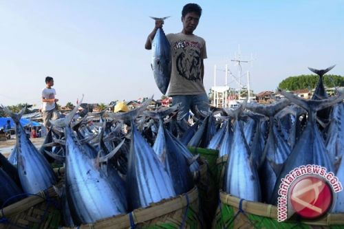  Stok Ikan Naik, Belum Tentu karena Reformasi Kebijakan Perikanan